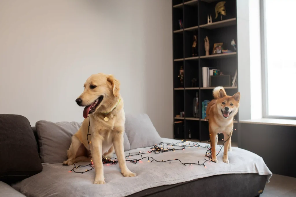 ตรวจบ้านสไตล์ Pet Friendly ให้สัตว์เลี้ยงอยู่สบาย